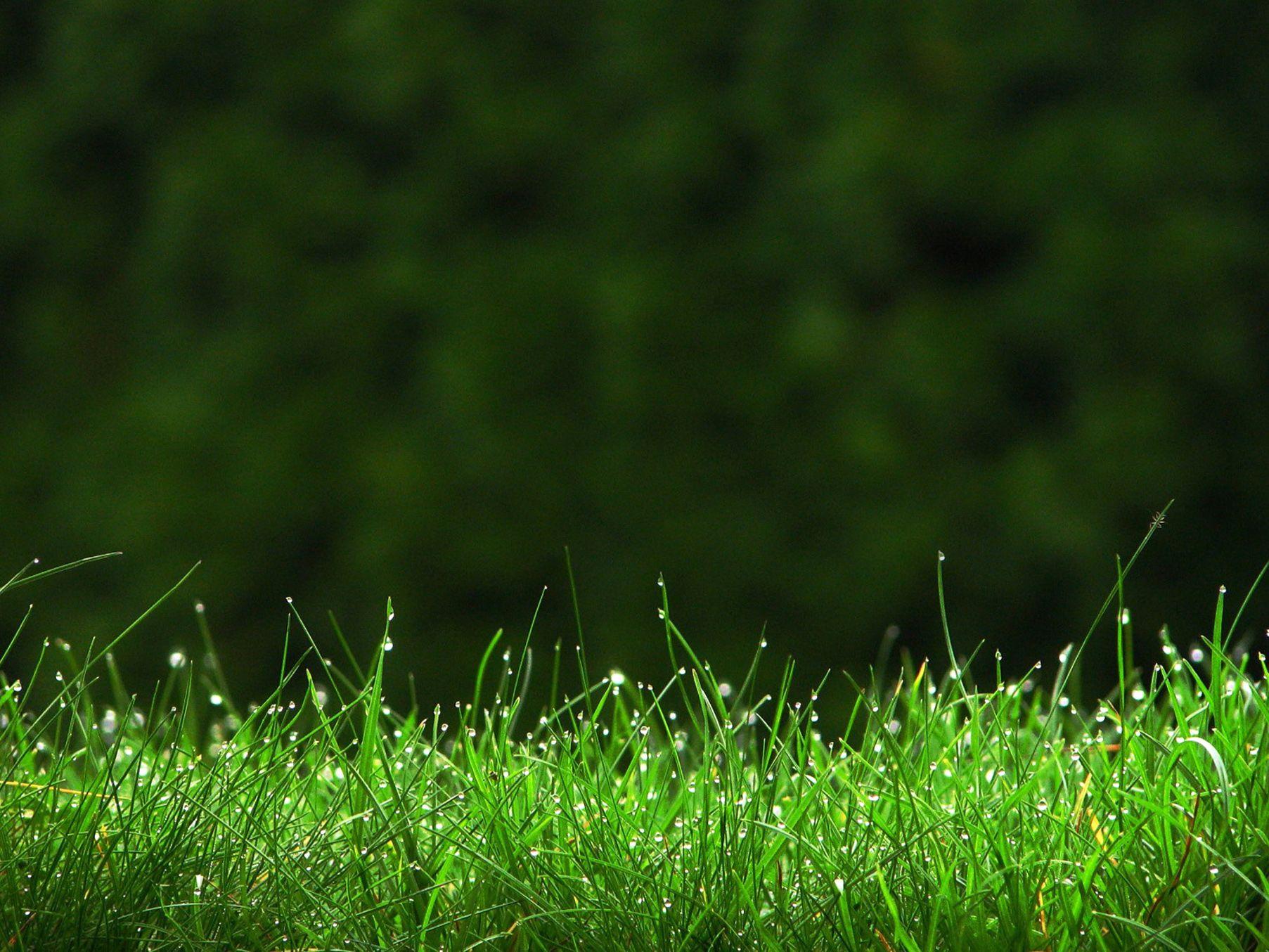 Green Organic Background Images at Luz Vaillancourt blog