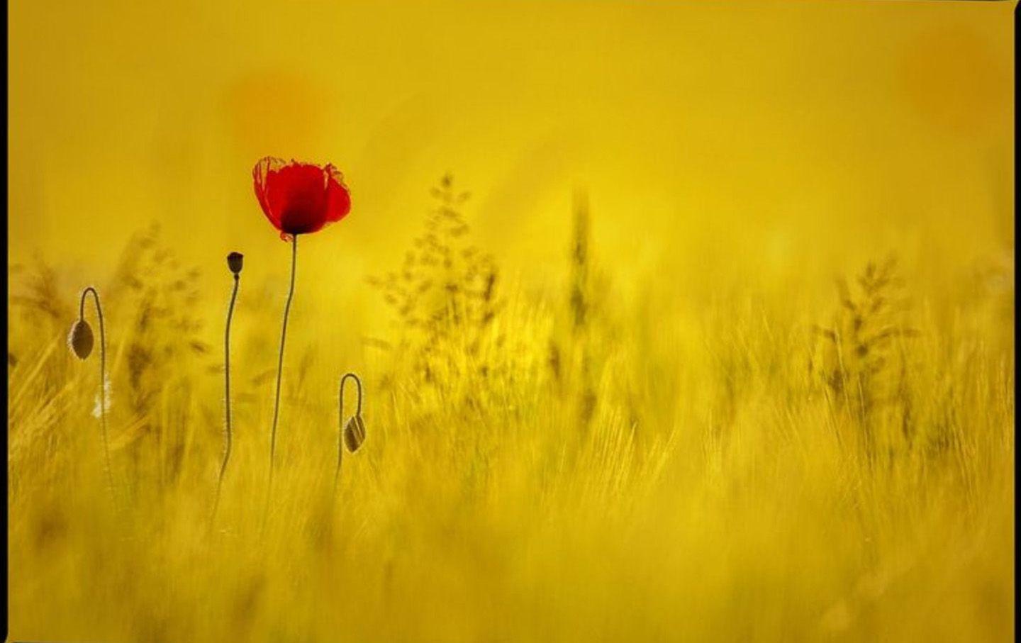 Organic Wallpapers Wallpaper Cave