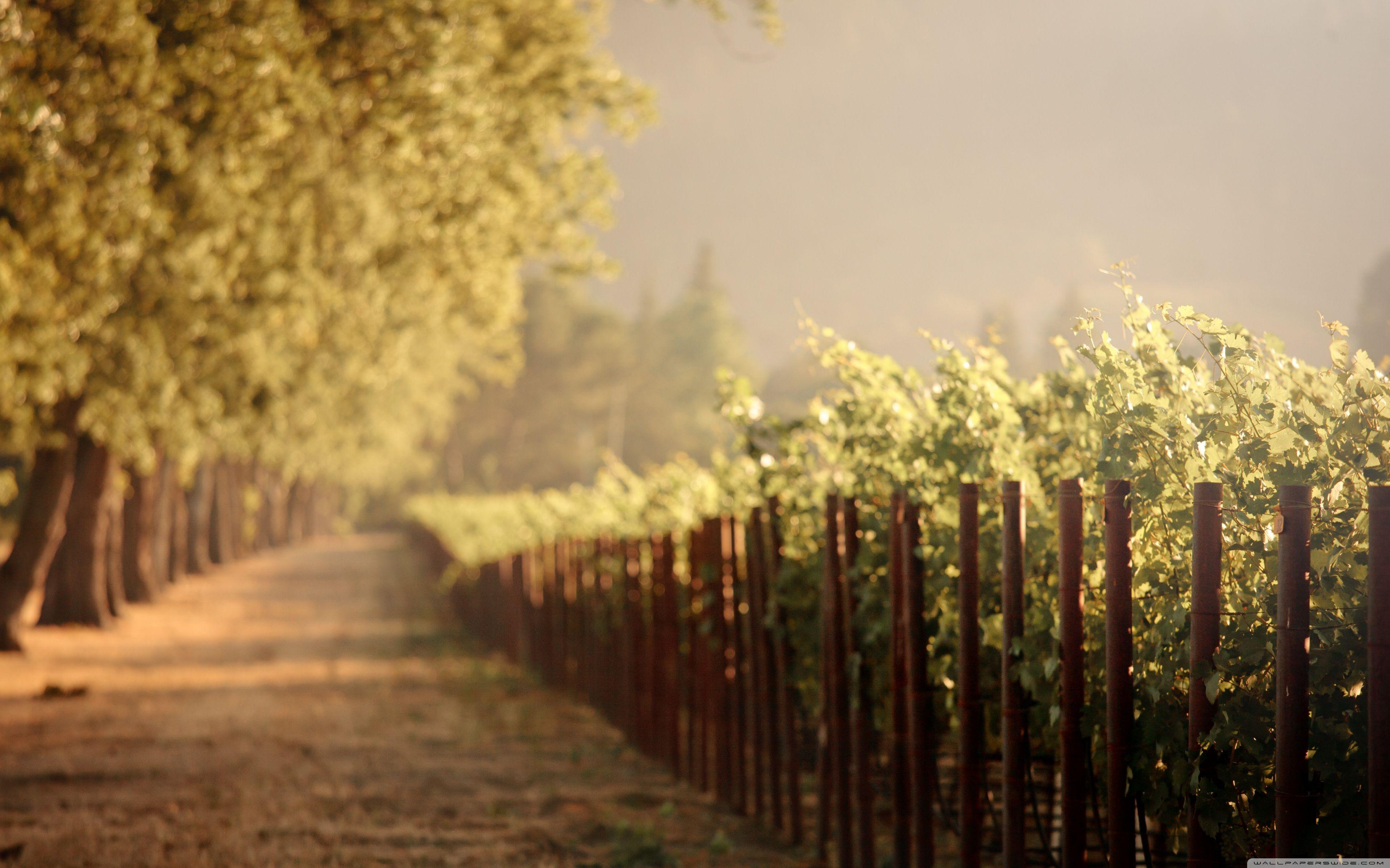 Vineyards Wallpapers Wallpaper Cave