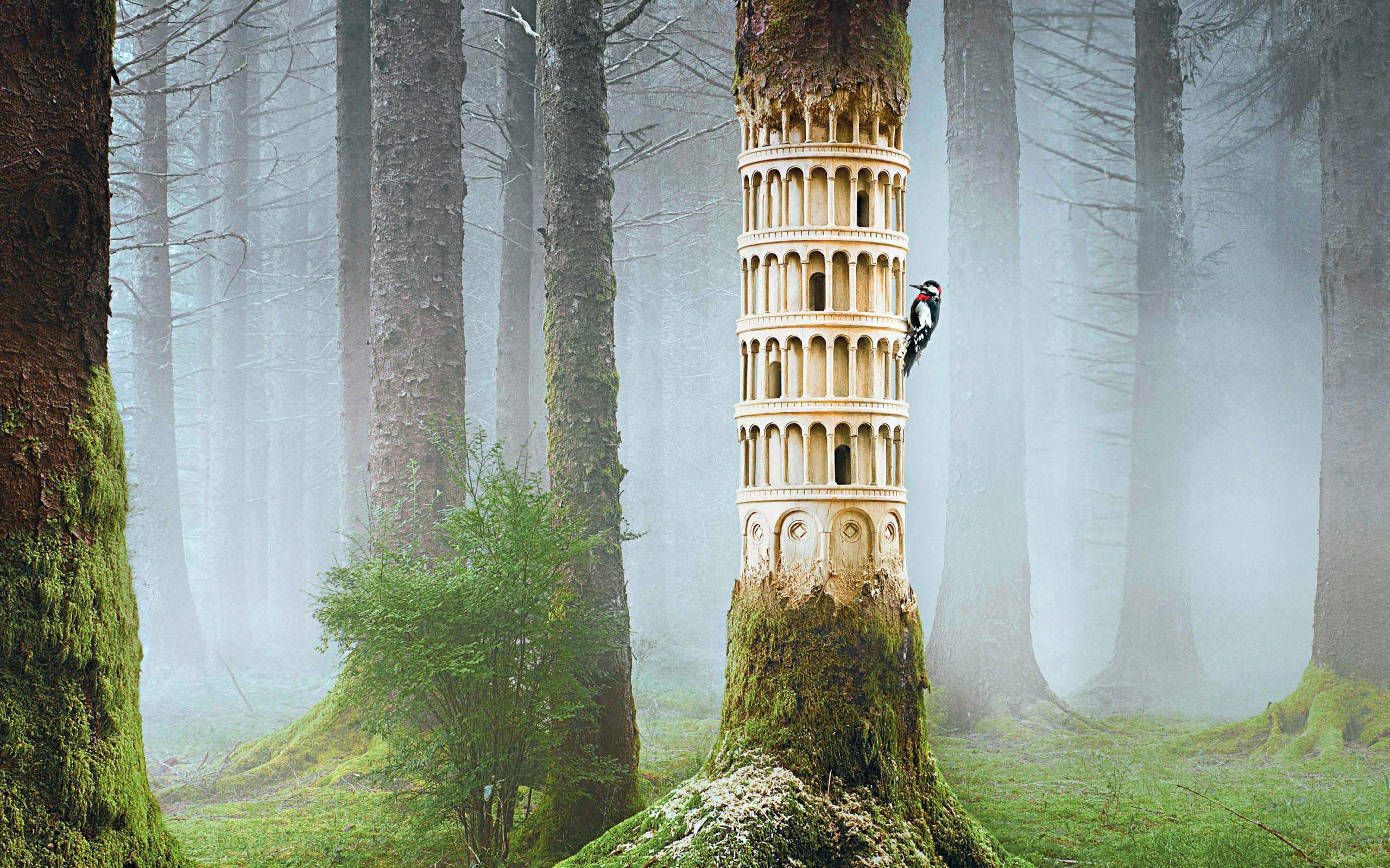 Treehouse Wallpapers Wallpaper Cave