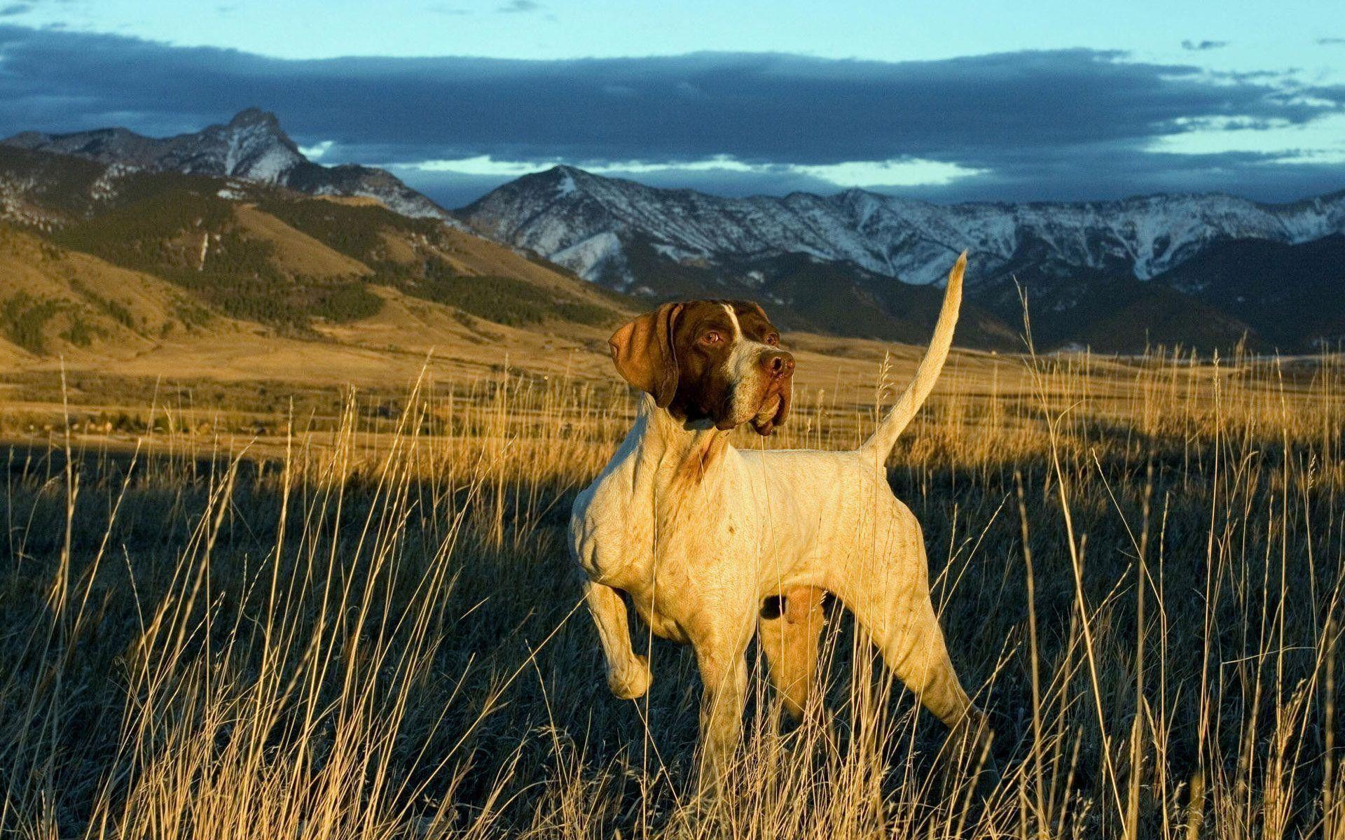 Hunting Dog Backgrounds