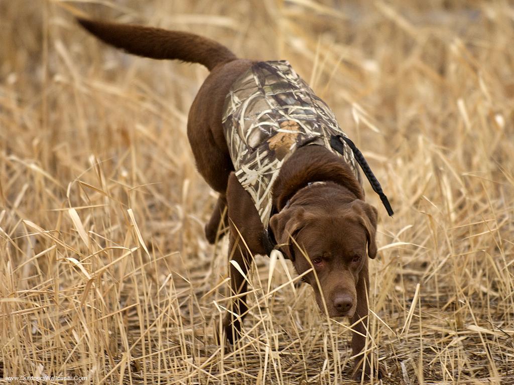 Hunting Dogs Wallpapers Wallpaper Cave