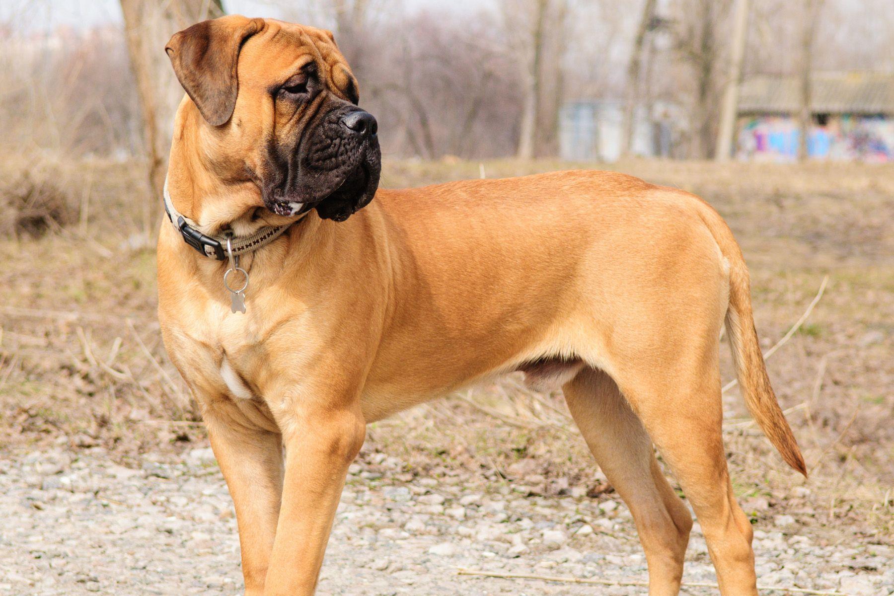 Bullmastiff Wallpapers Wallpaper Cave