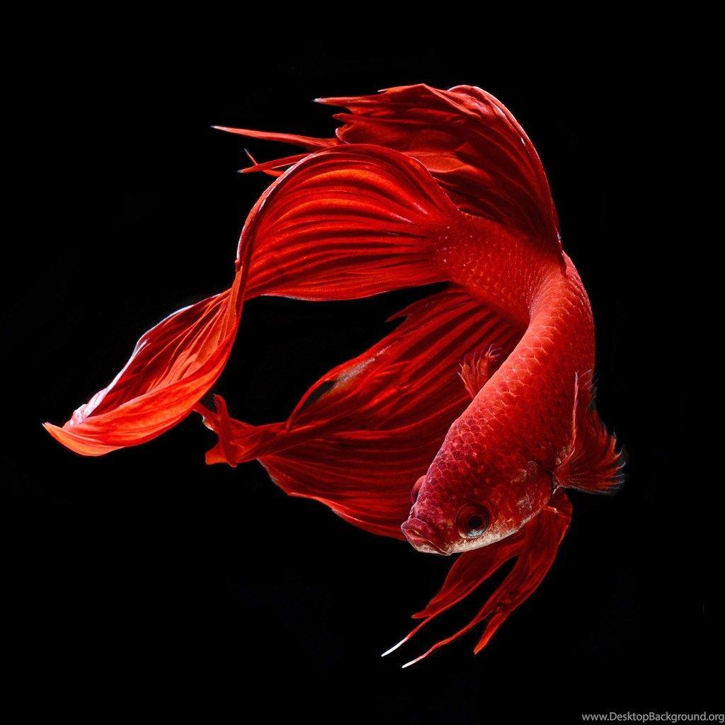Fighting Fish Wallpapers Wallpaper Cave