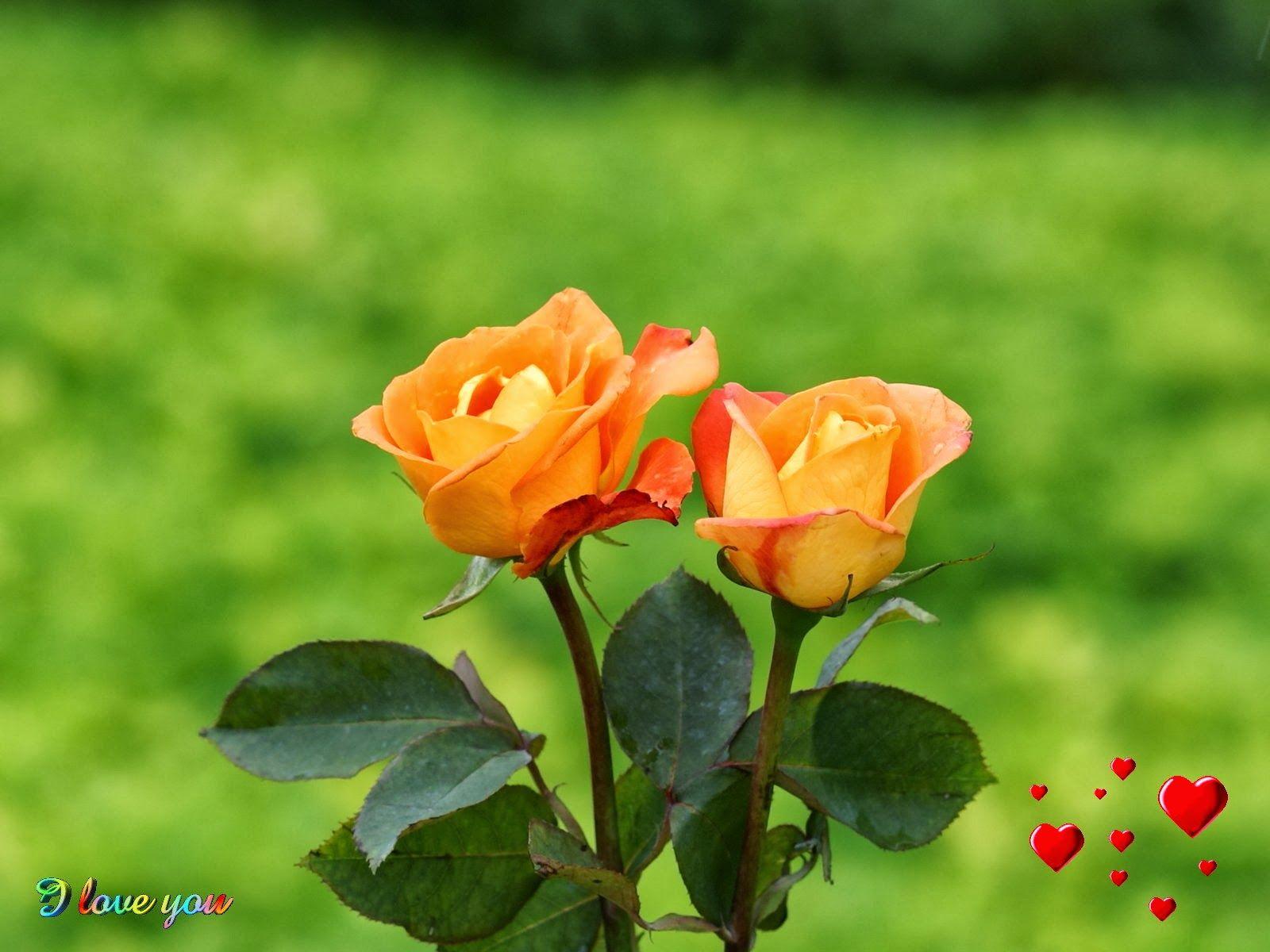 Orange Rose Wallpapers Wallpaper Cave