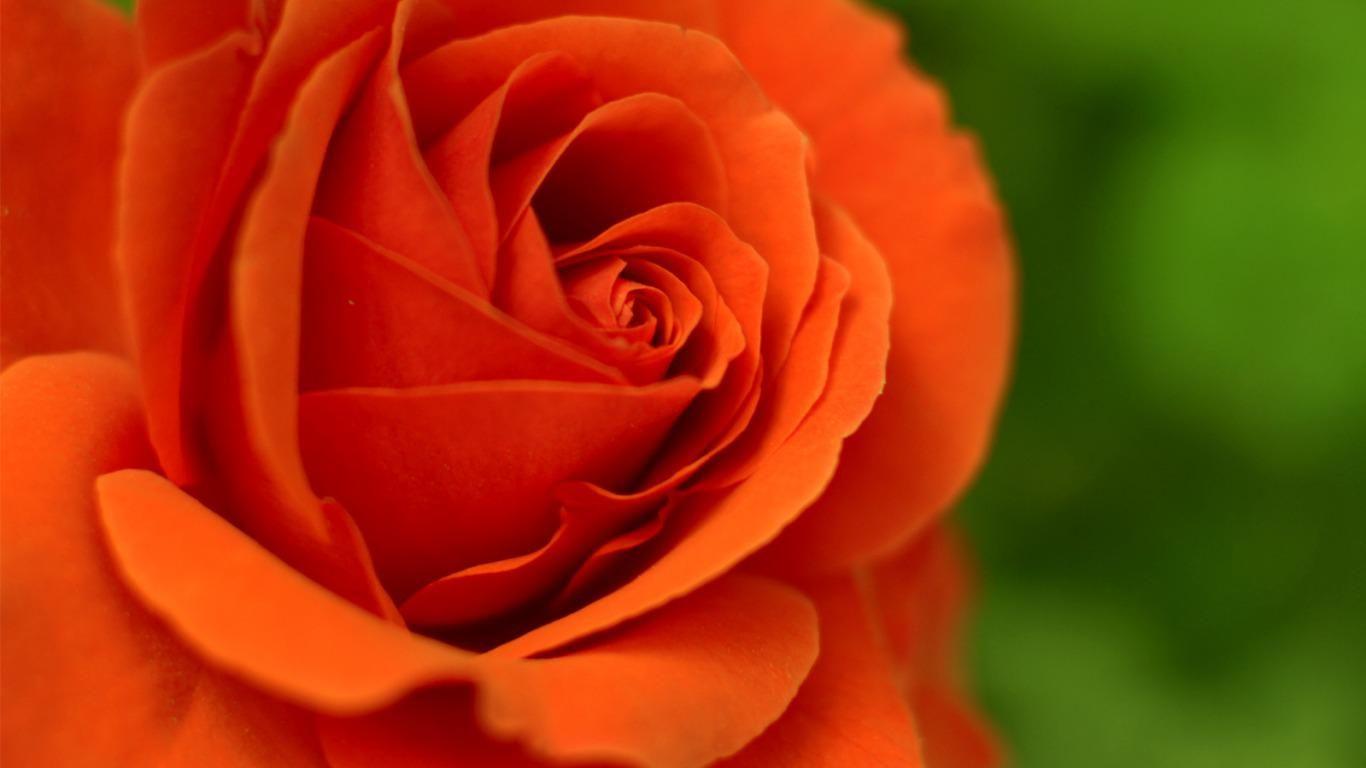 Orange Rose Wallpapers Wallpaper Cave