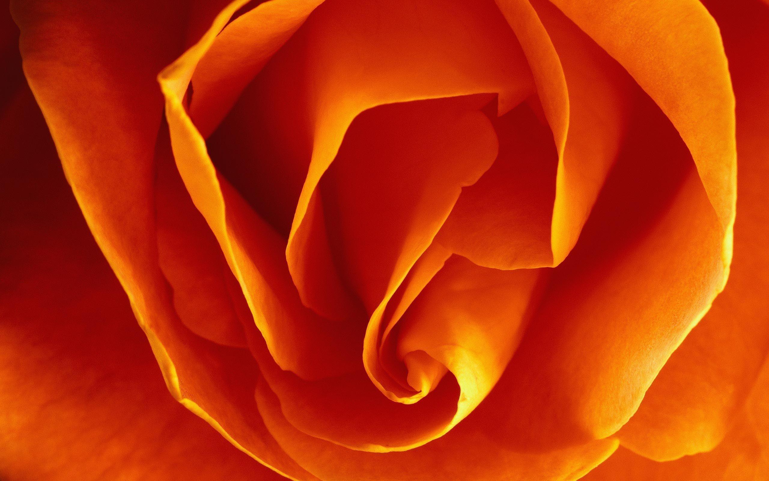 Orange Rose Wallpapers Wallpaper Cave