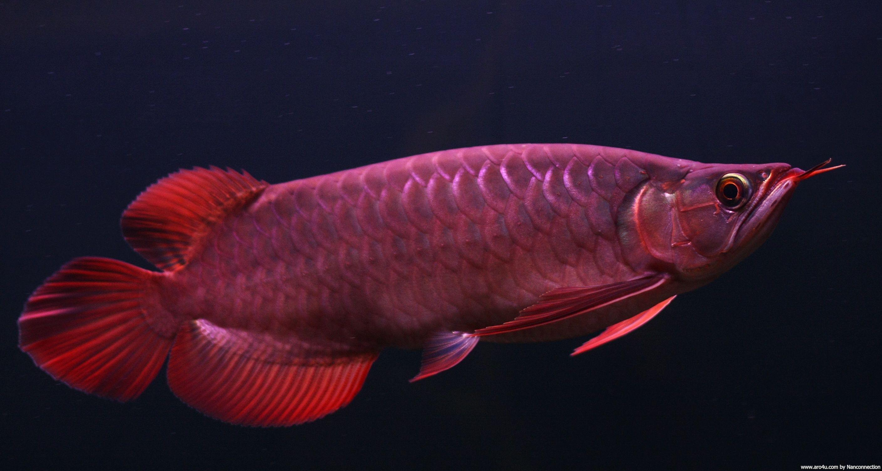 Arowana Wallpapers Wallpaper Cave