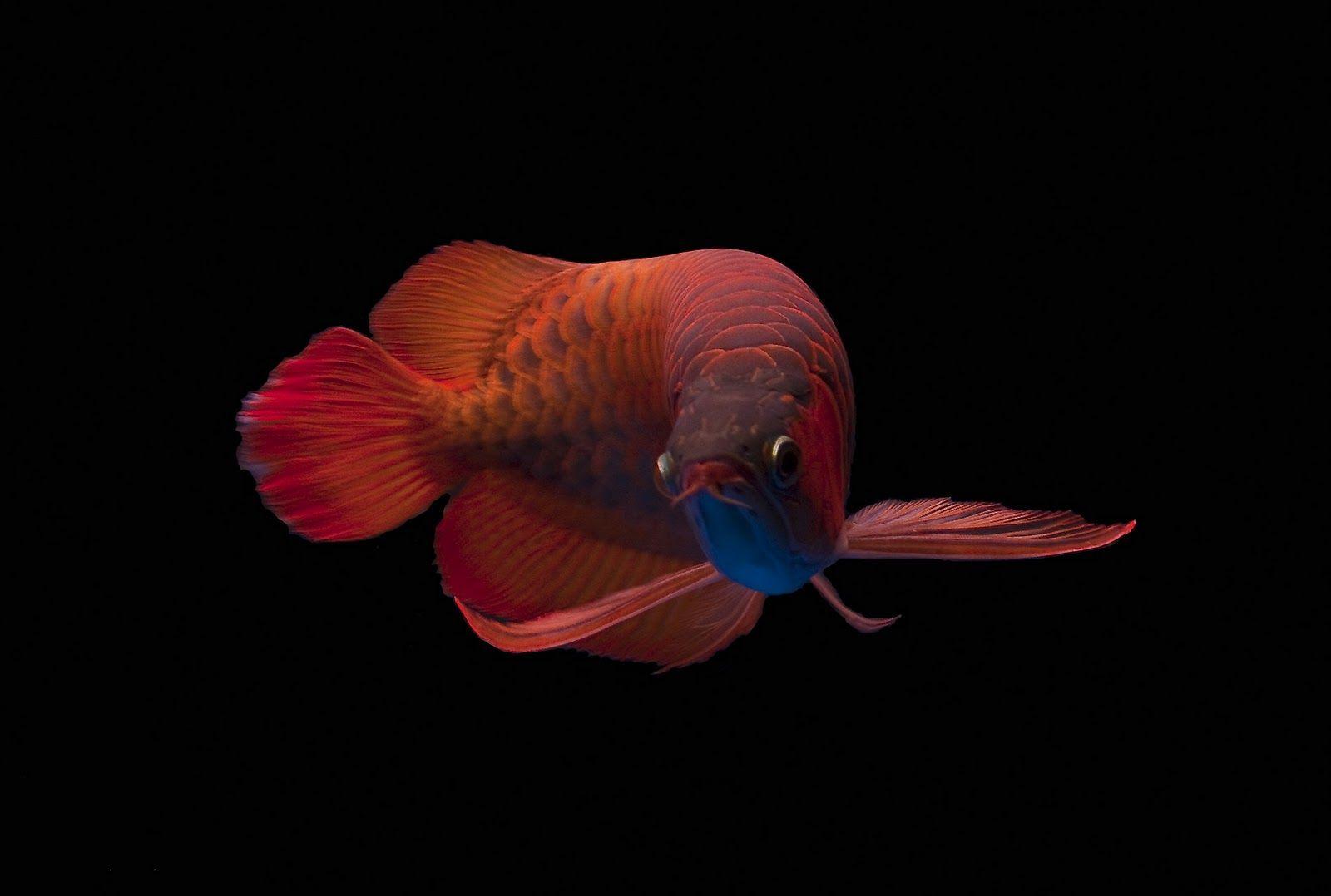 Arowana Wallpapers Wallpaper Cave