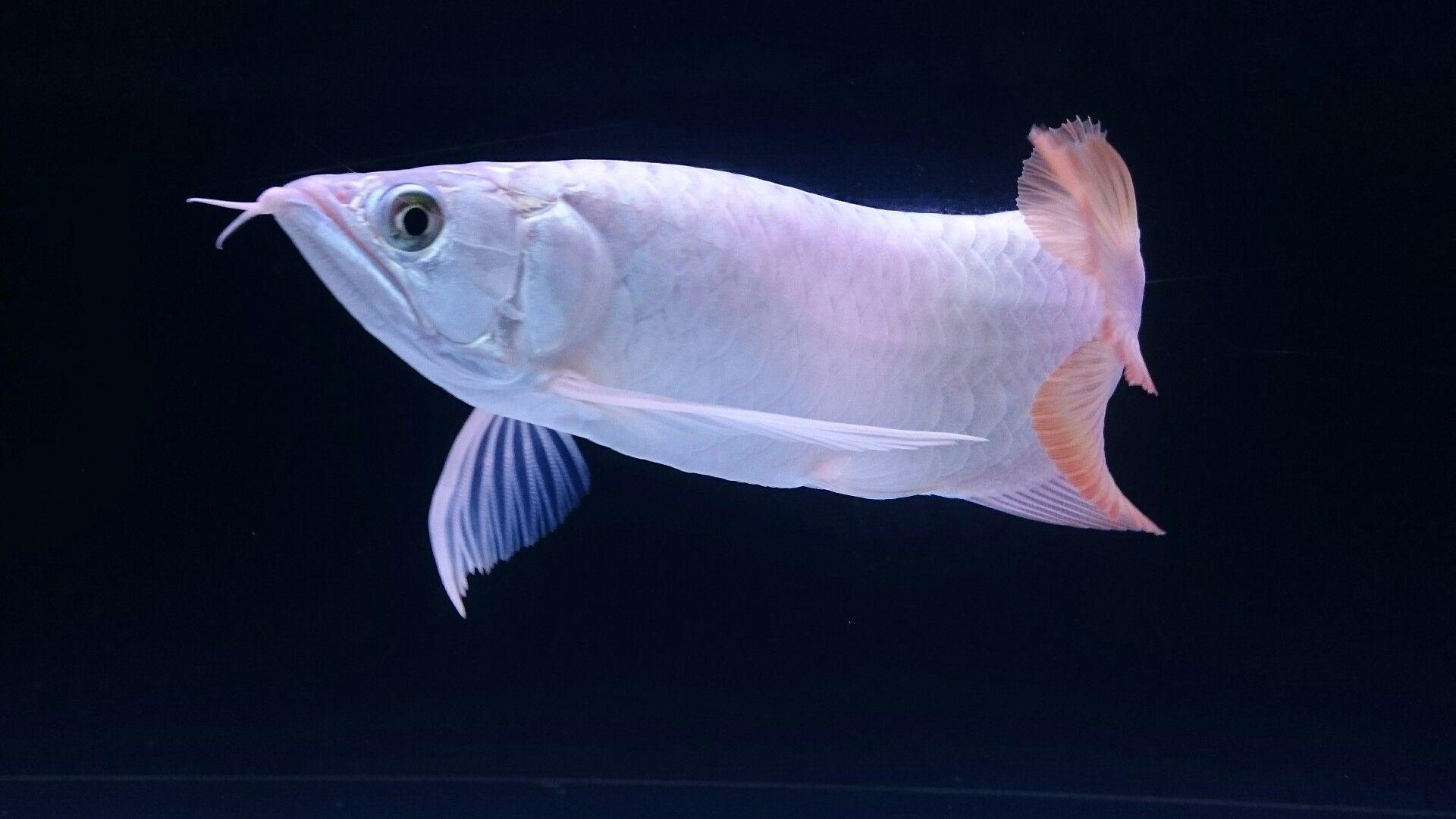 Arowana Wallpapers Wallpaper Cave