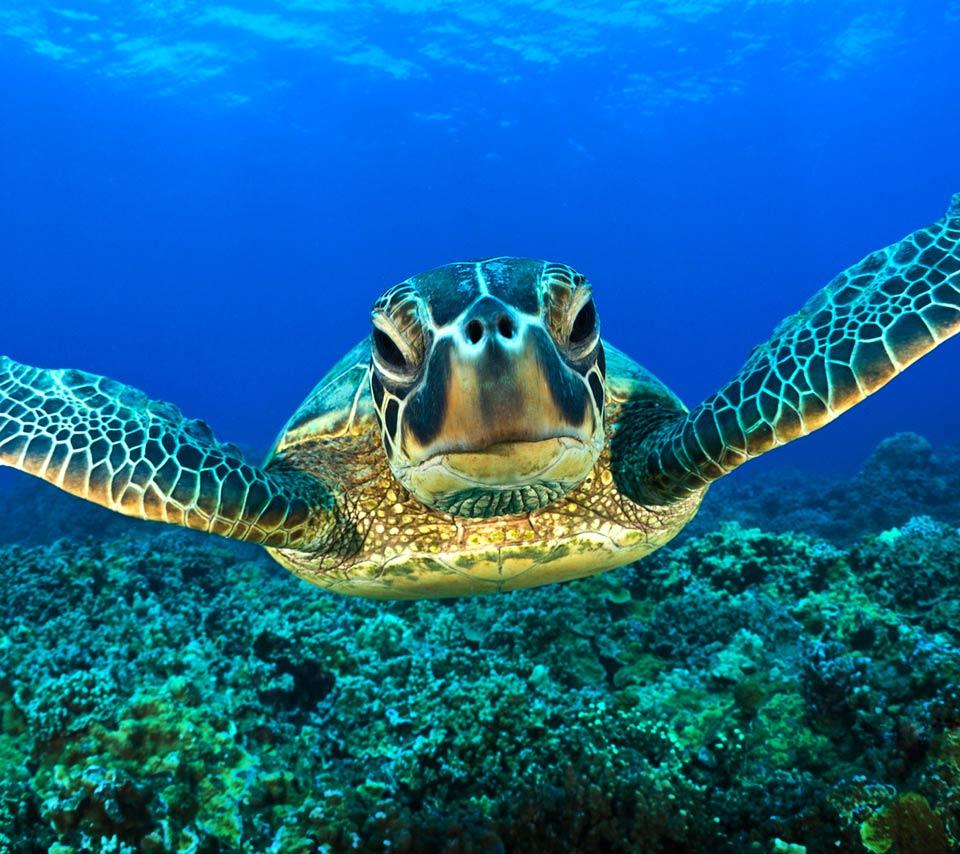 Aquatic Animals Wallpapers Wallpaper Cave