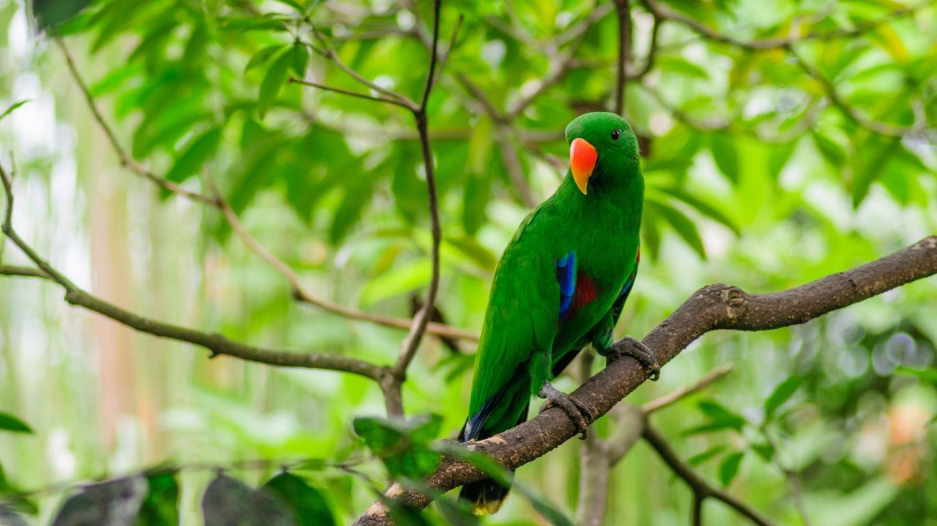 Green Parrot Wallpapers Wallpaper Cave