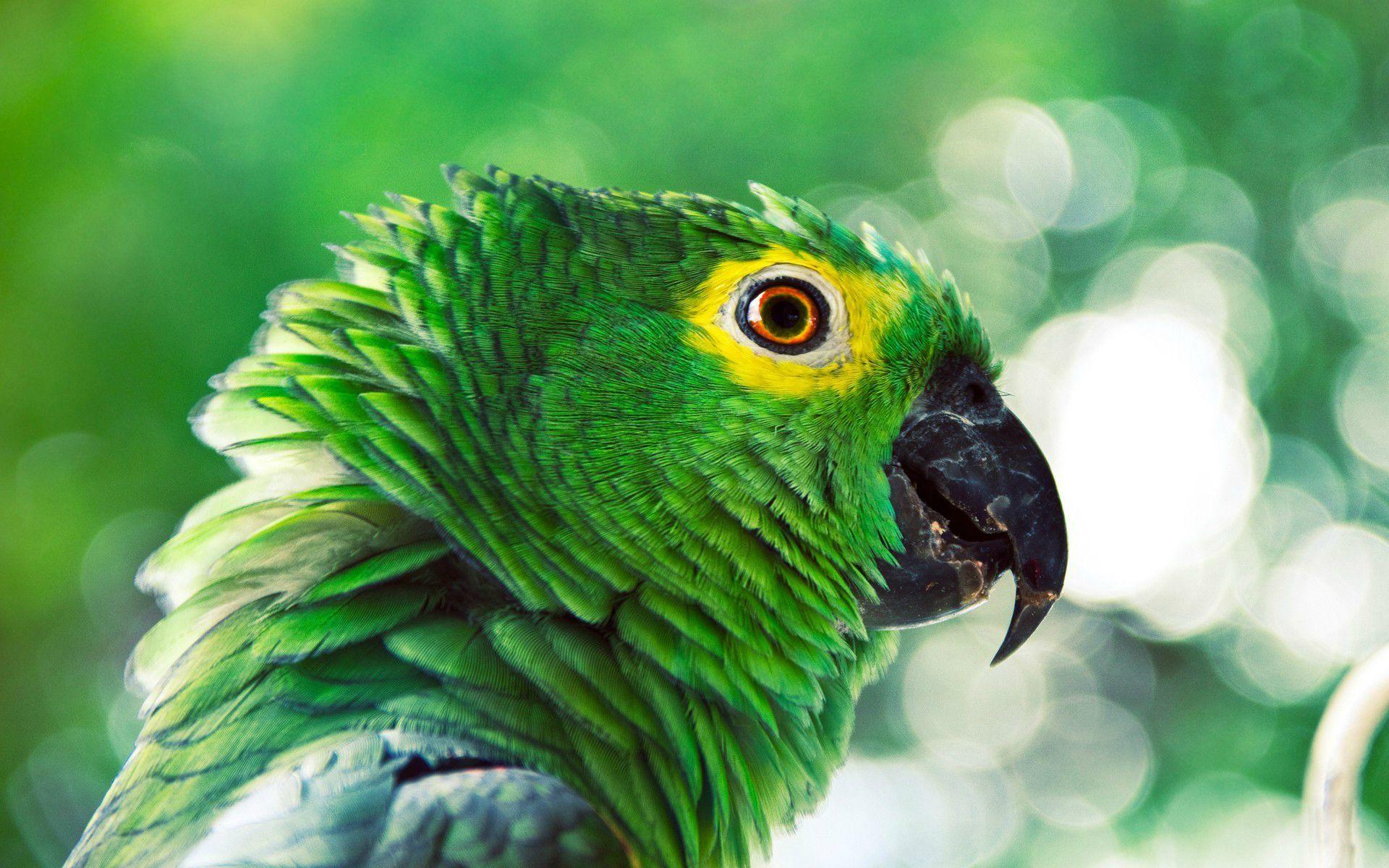 Green Parrot Wallpapers Wallpaper Cave