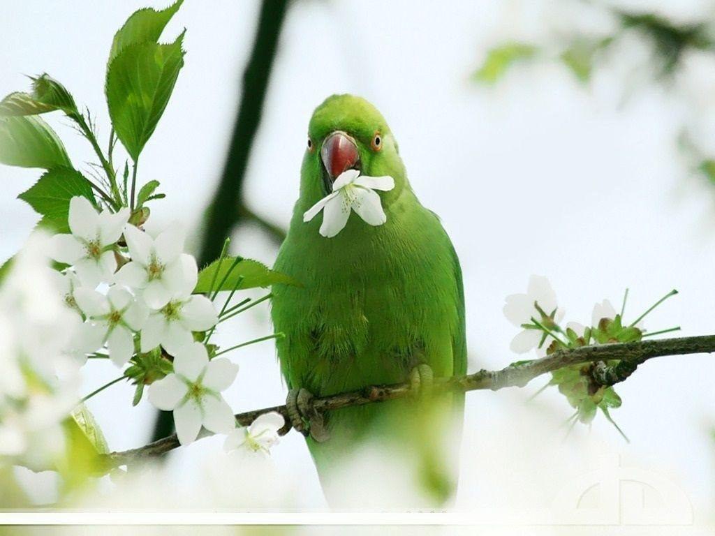 Green Parrot Wallpapers Wallpaper Cave