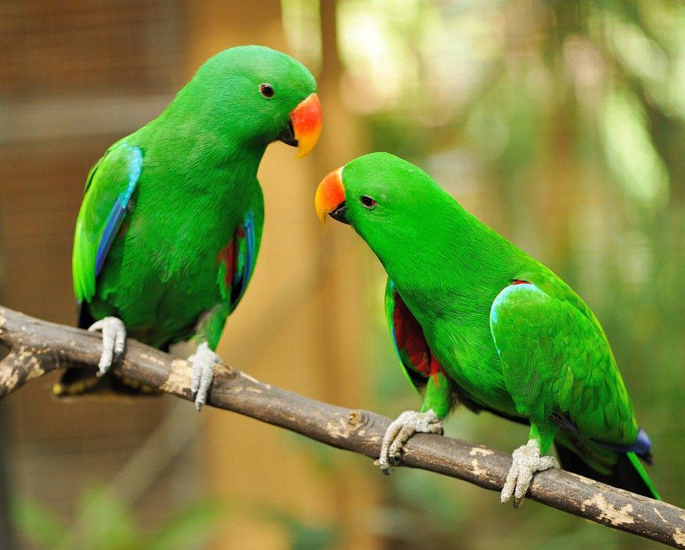 Green Parrot Wallpapers Wallpaper Cave