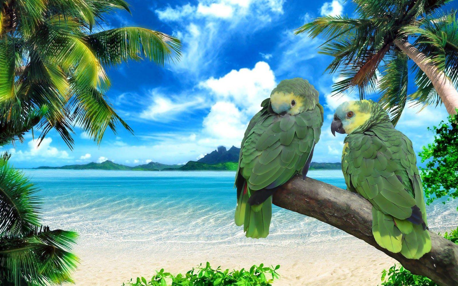 Green Parrot Wallpapers Wallpaper Cave