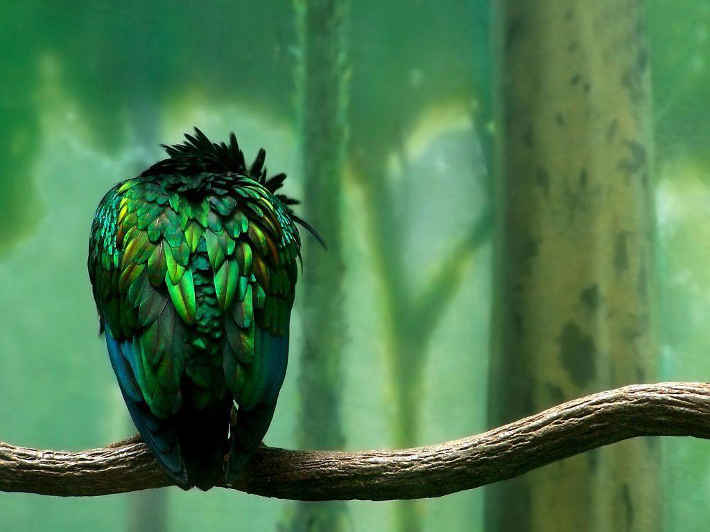Green Parrot Wallpapers Wallpaper Cave