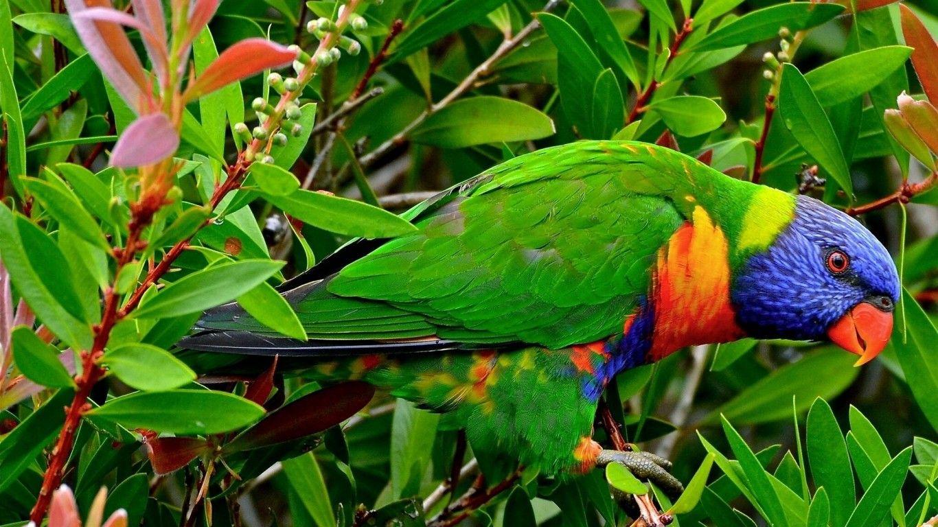 Green Parrot Wallpapers Wallpaper Cave