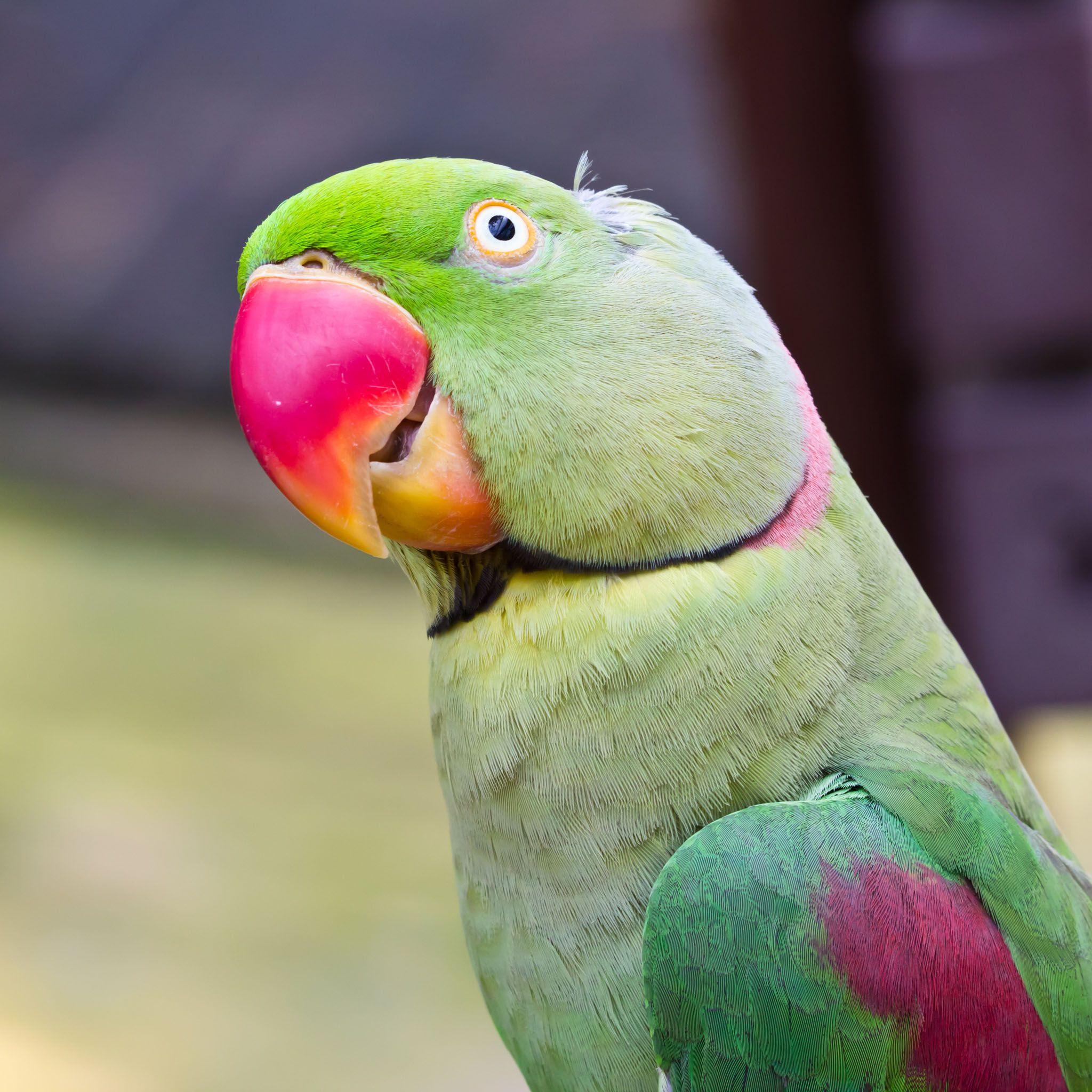 Green Parrot Wallpapers Wallpaper Cave
