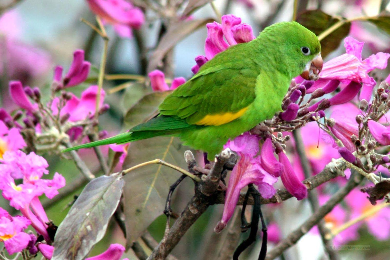 Green Parrot Wallpapers Wallpaper Cave