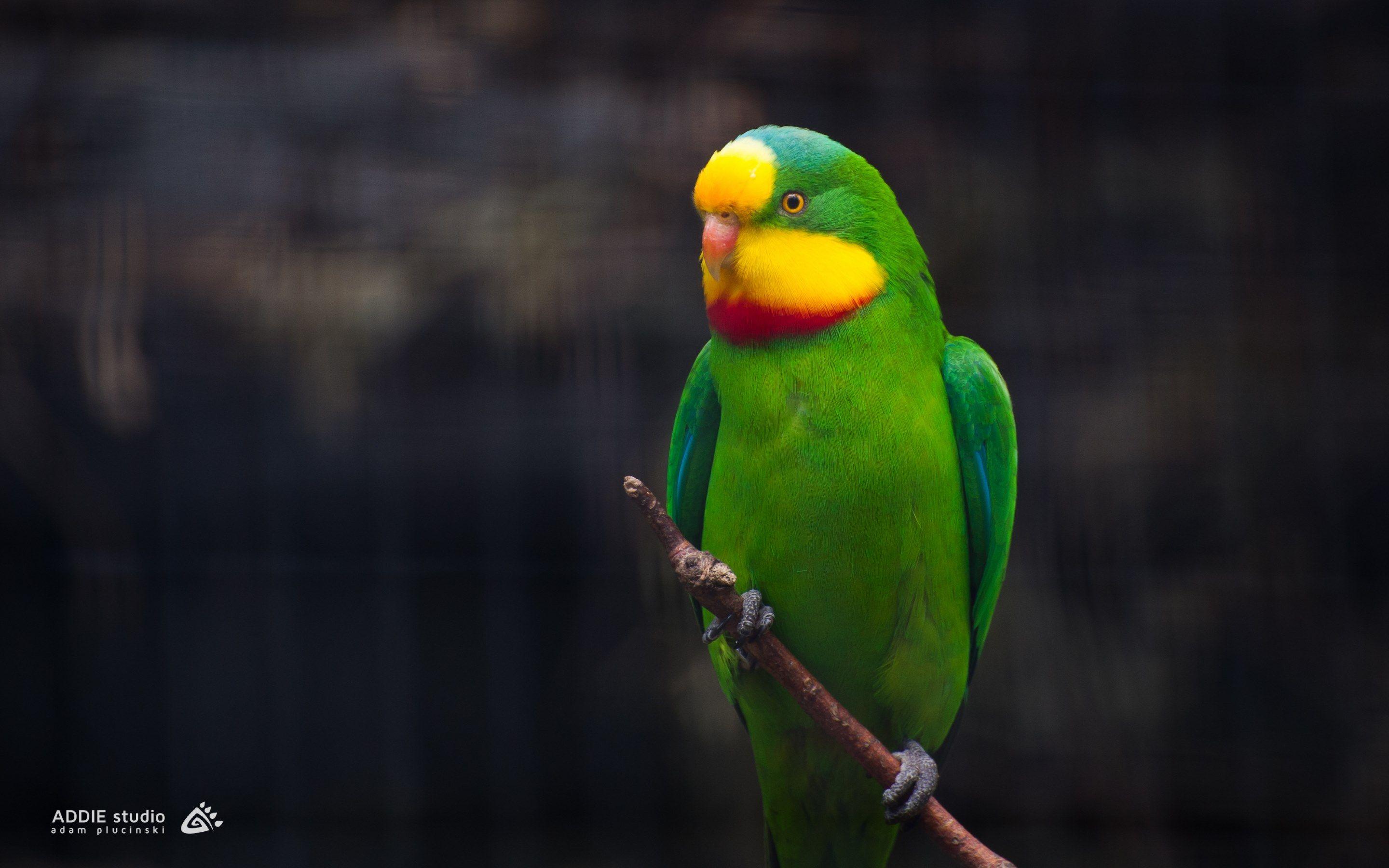 Green Parrot Wallpapers Wallpaper Cave