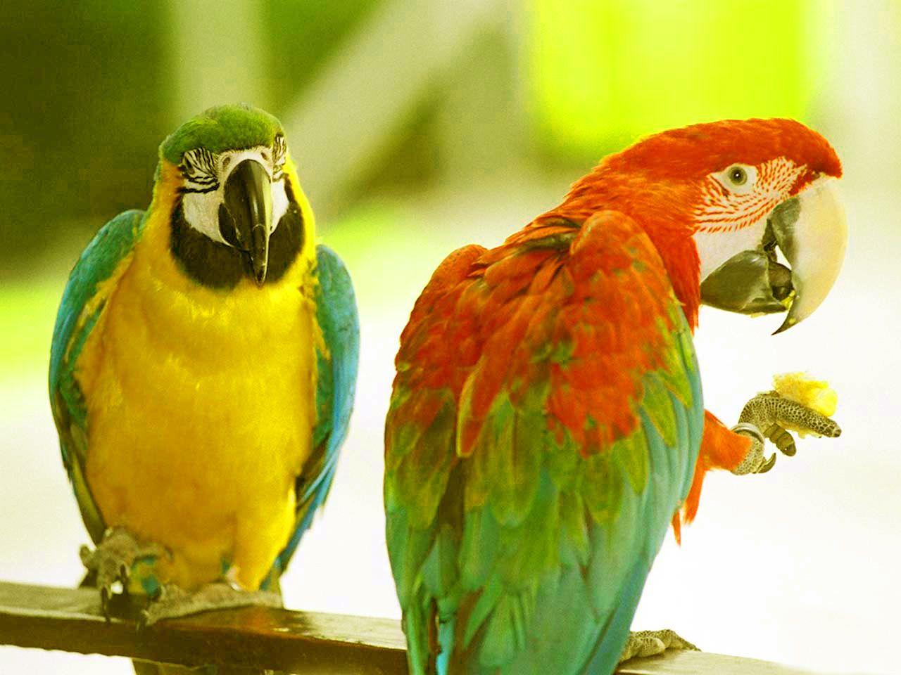 Green Parrot Wallpapers Wallpaper Cave