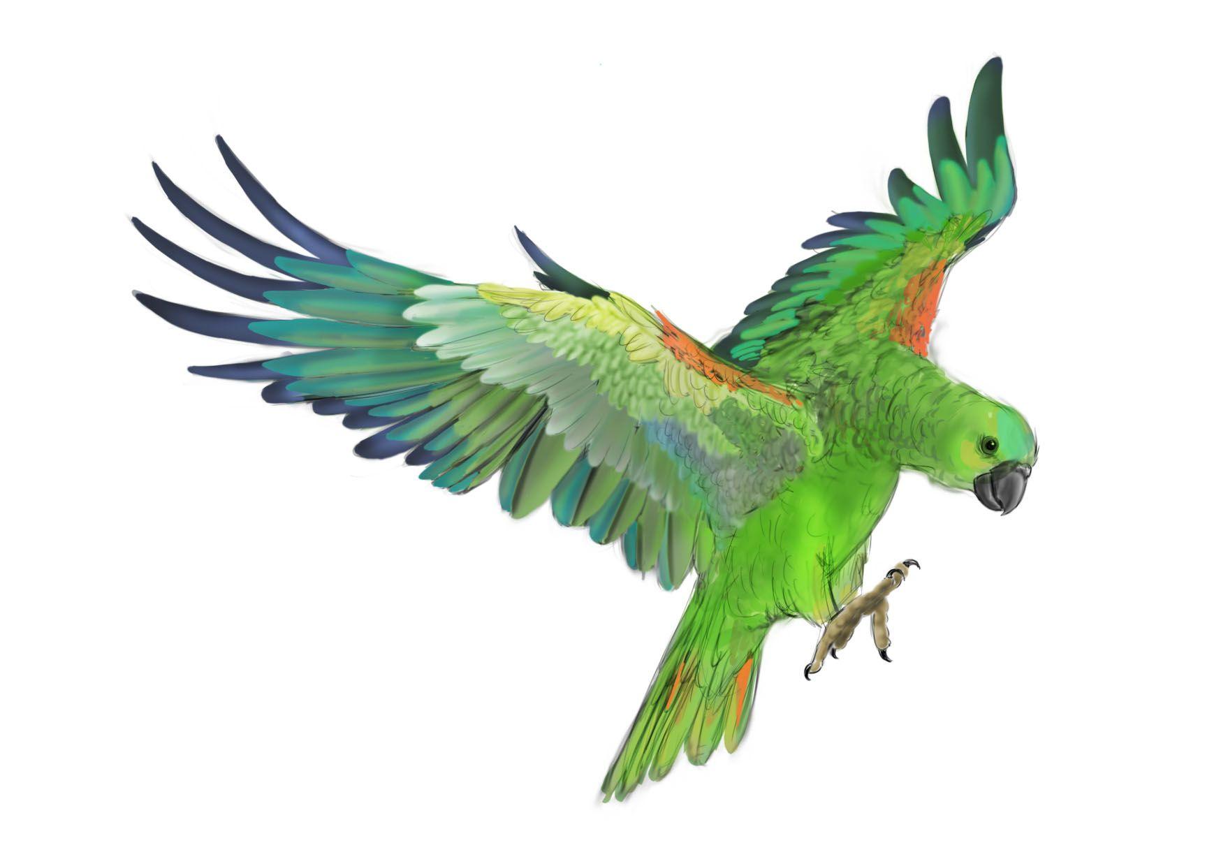 Green Parrot Wallpapers Wallpaper Cave