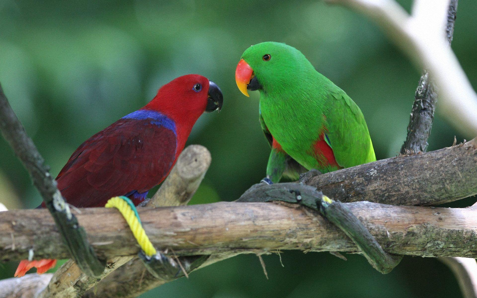 Green Parrot Wallpapers Wallpaper Cave