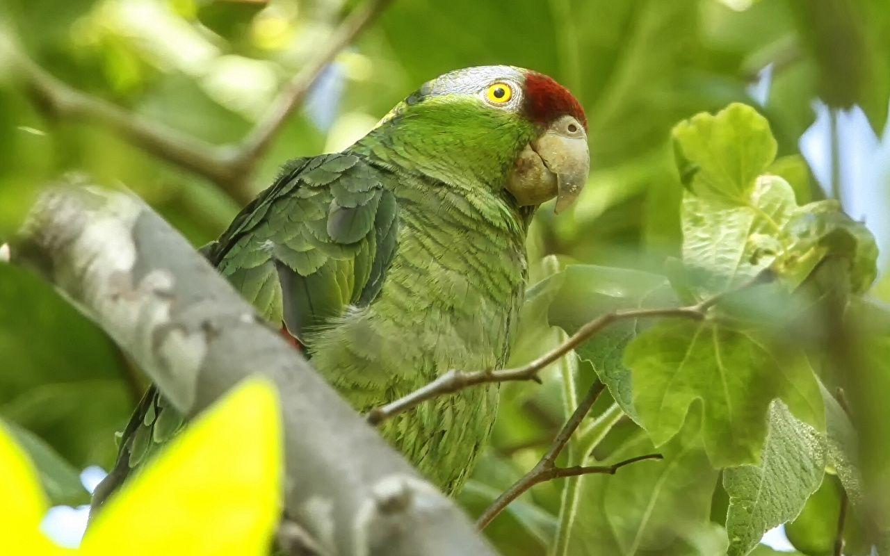Green Parrot Wallpapers Wallpaper Cave