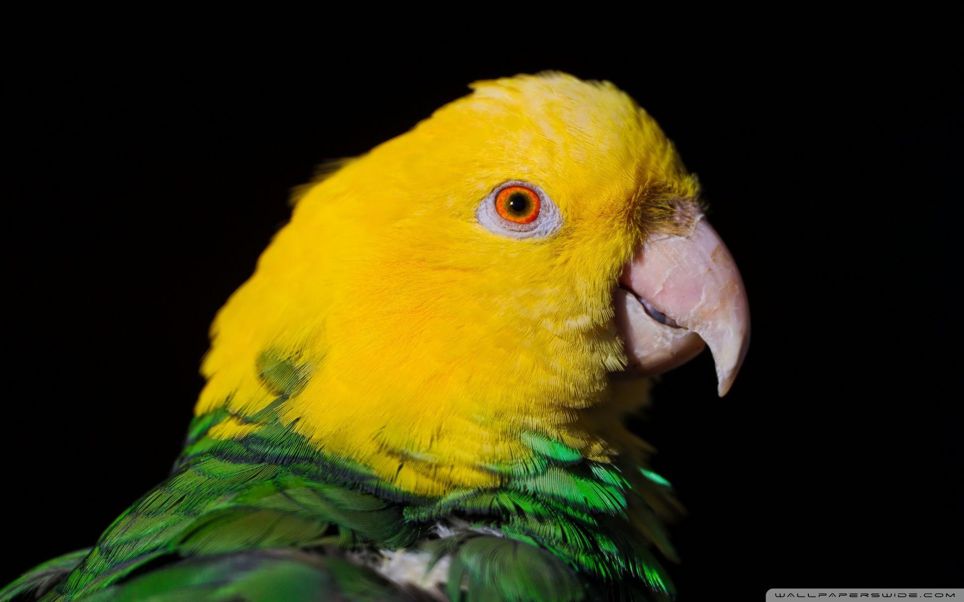 Green Parrot Wallpapers Wallpaper Cave