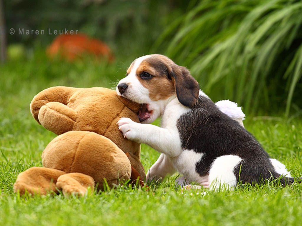 Beagle Dog Wallpapers Wallpaper Cave
