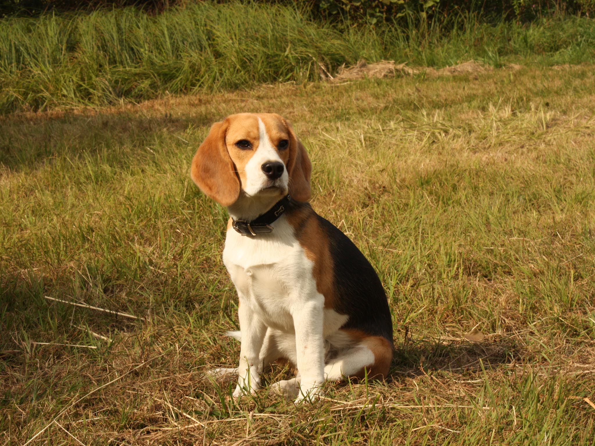Beagle Dog Wallpapers Wallpaper Cave