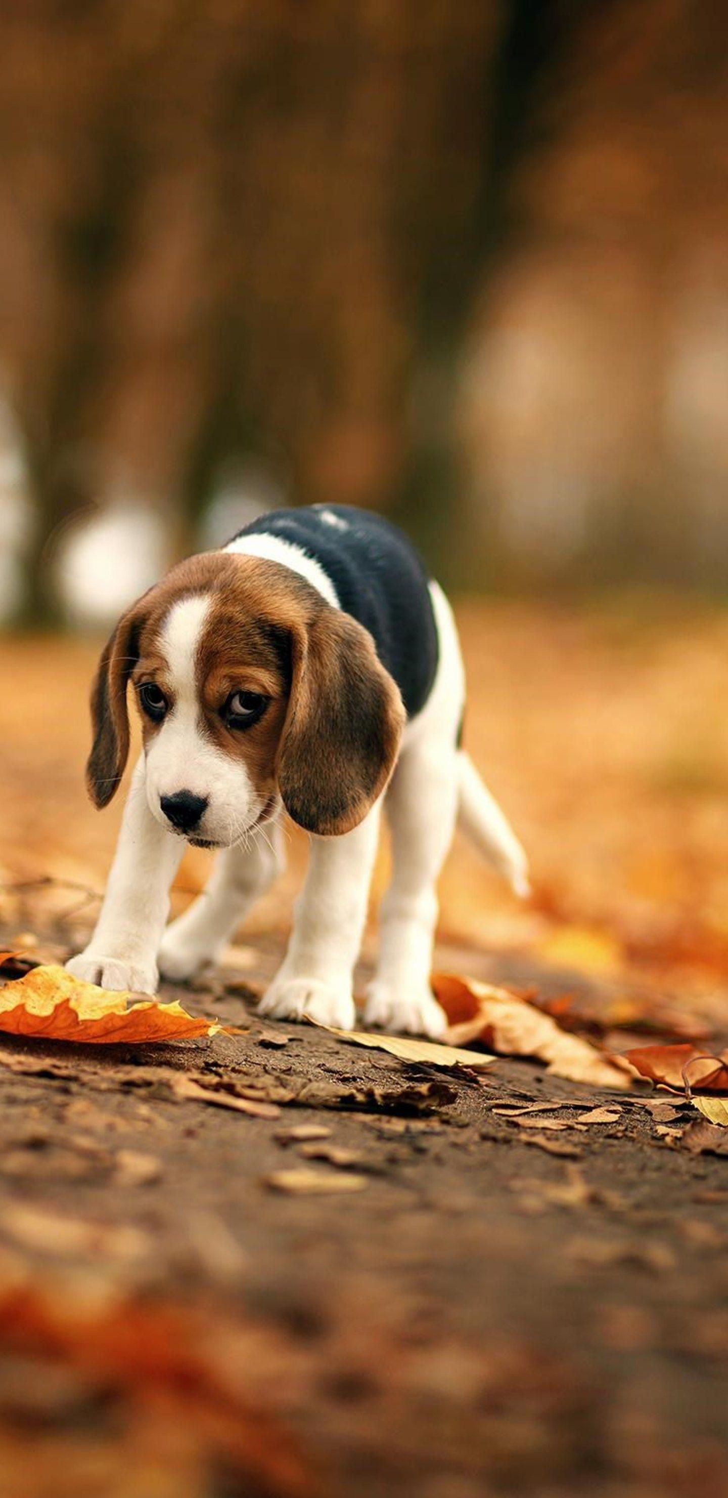 Beagle Dog Wallpapers Wallpaper Cave