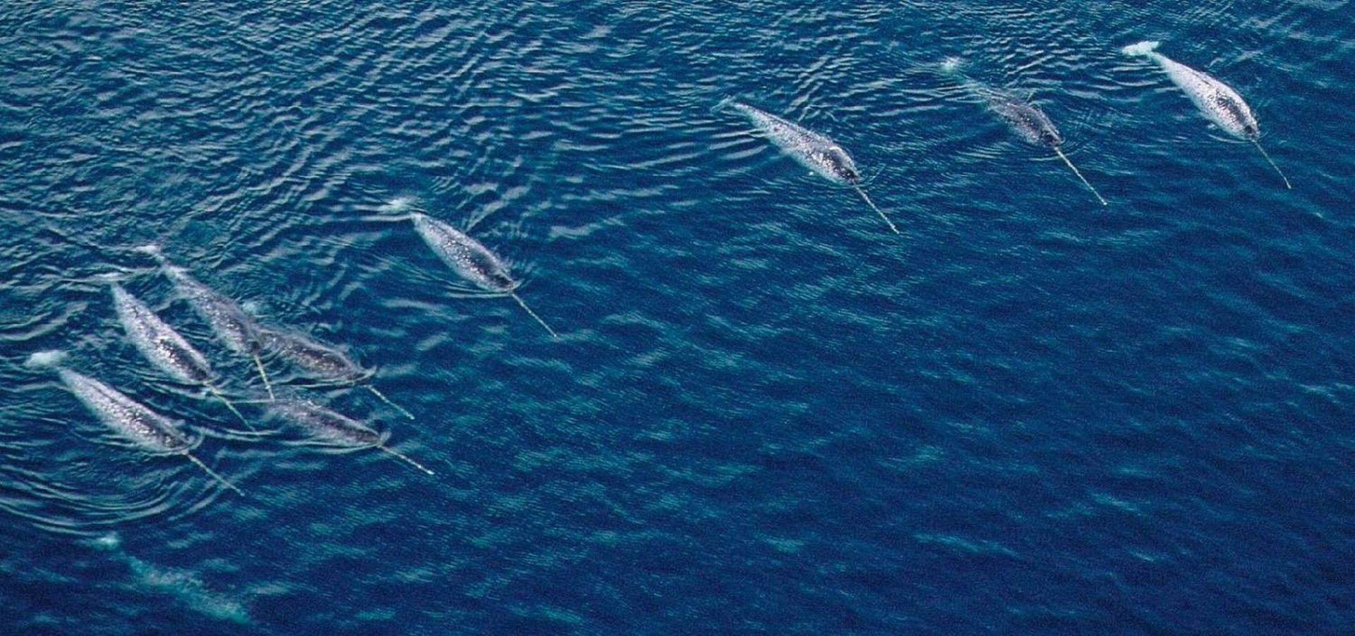 Narwhale Wallpapers Wallpaper Cave