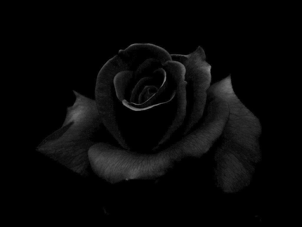 Black Roses Desktop Wallpapers Wallpaper Cave