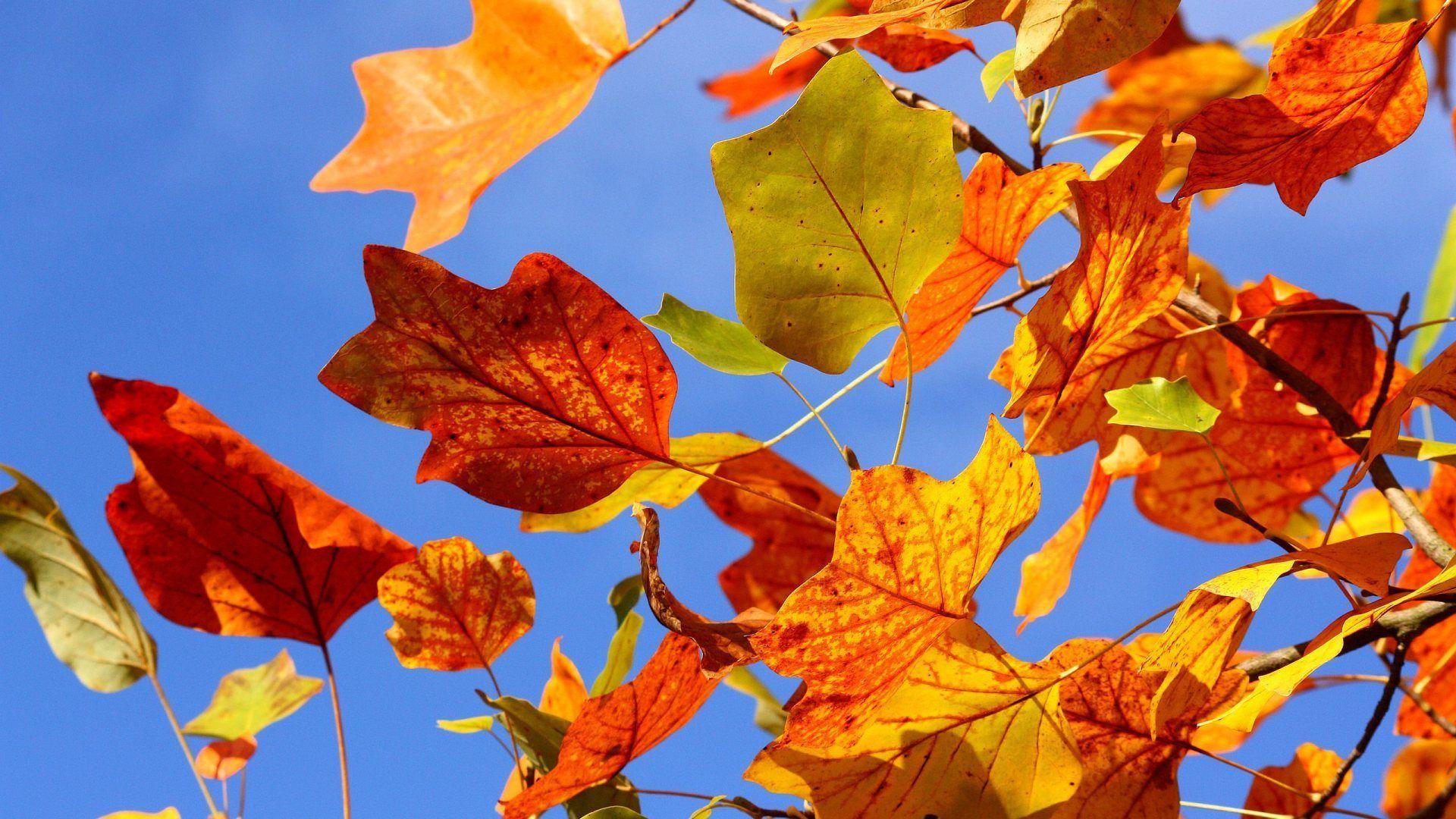 Autumn Leaves Hd Wallpapers Wallpaper Cave