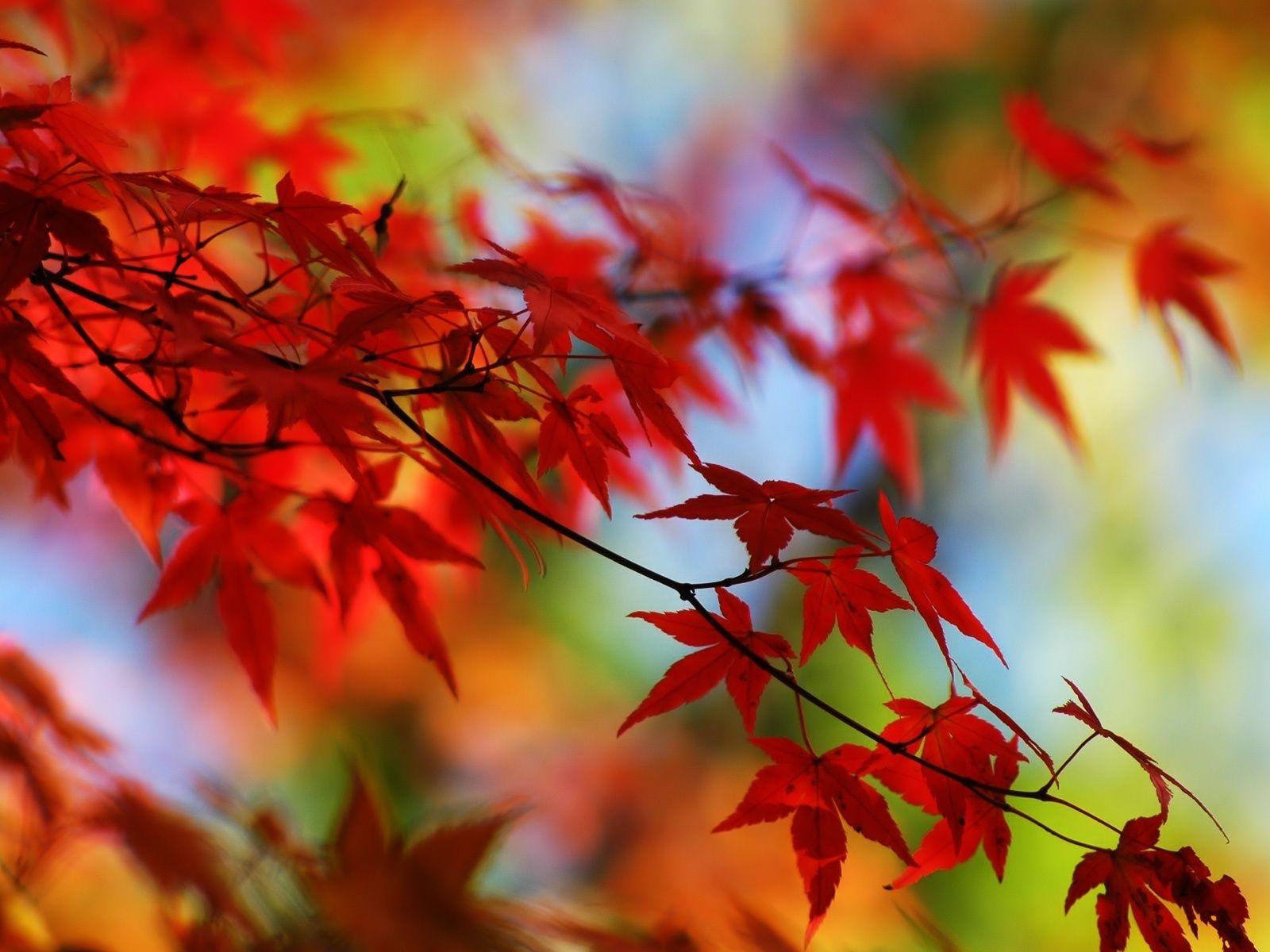 Autumn Leaves Hd Wallpapers Wallpaper Cave