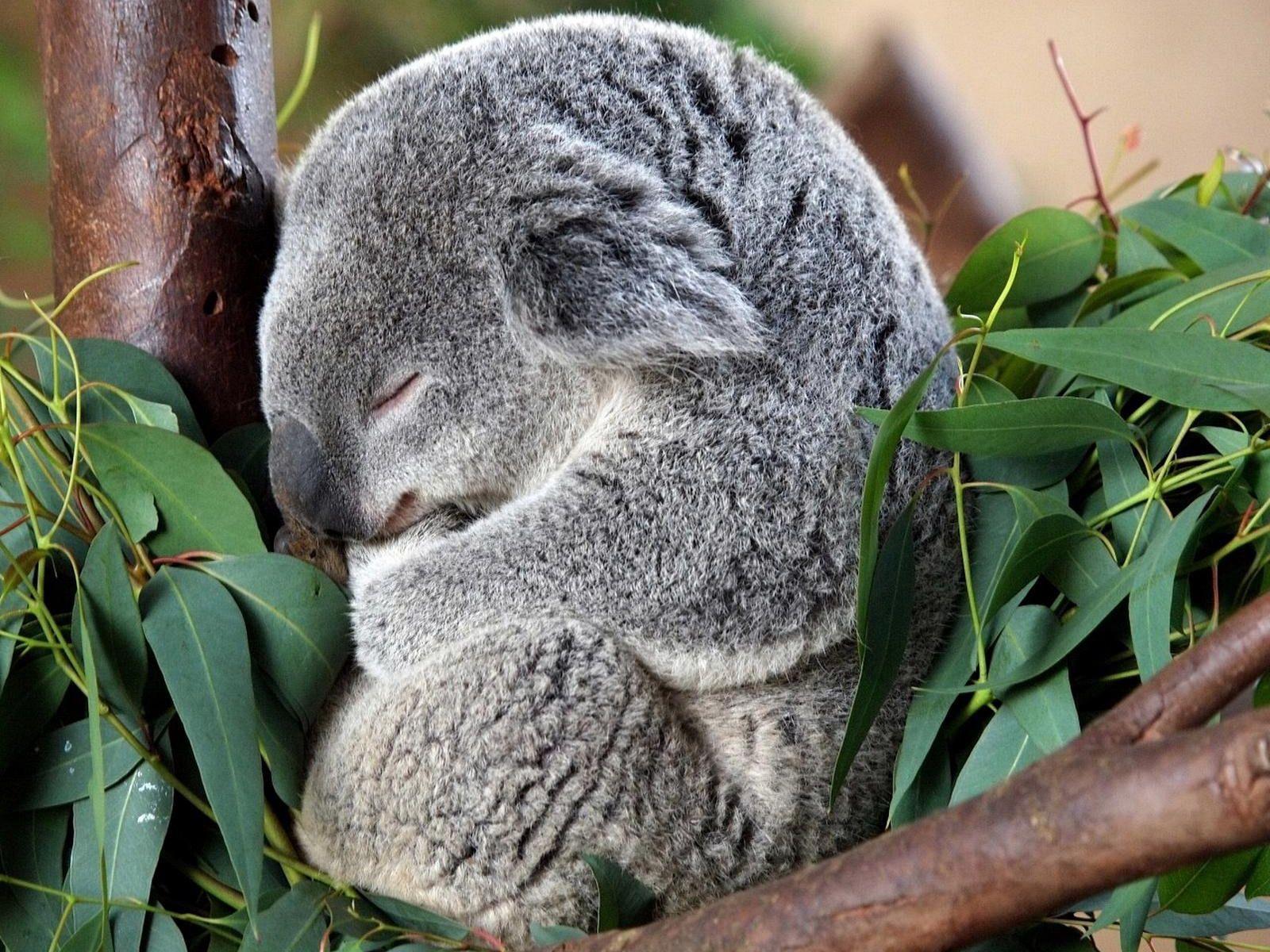 Koala Hd Wallpapers Wallpaper Cave