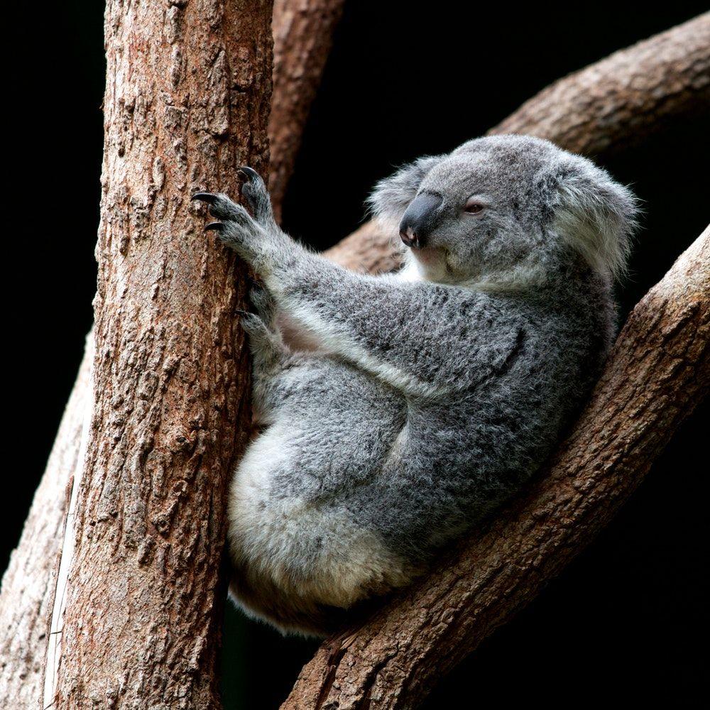 Baby Koala Wallpapers Wallpaper Cave