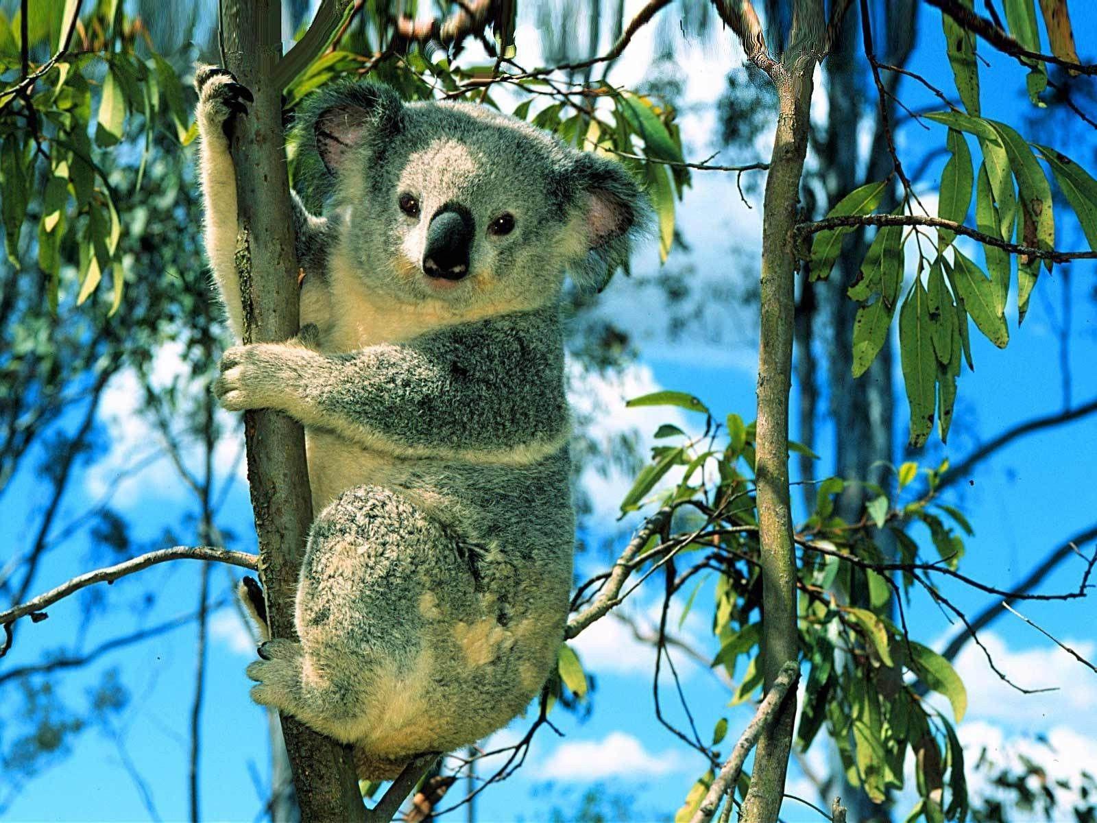 Baby Koala Wallpapers Wallpaper Cave