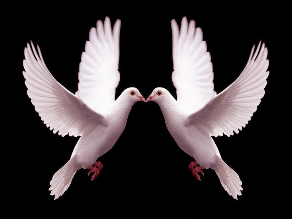 Pigeons Love Wallpaper