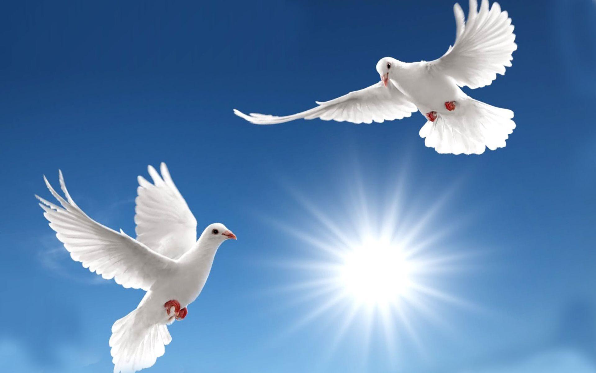 Pigeons Love Wallpapers Wallpaper Cave