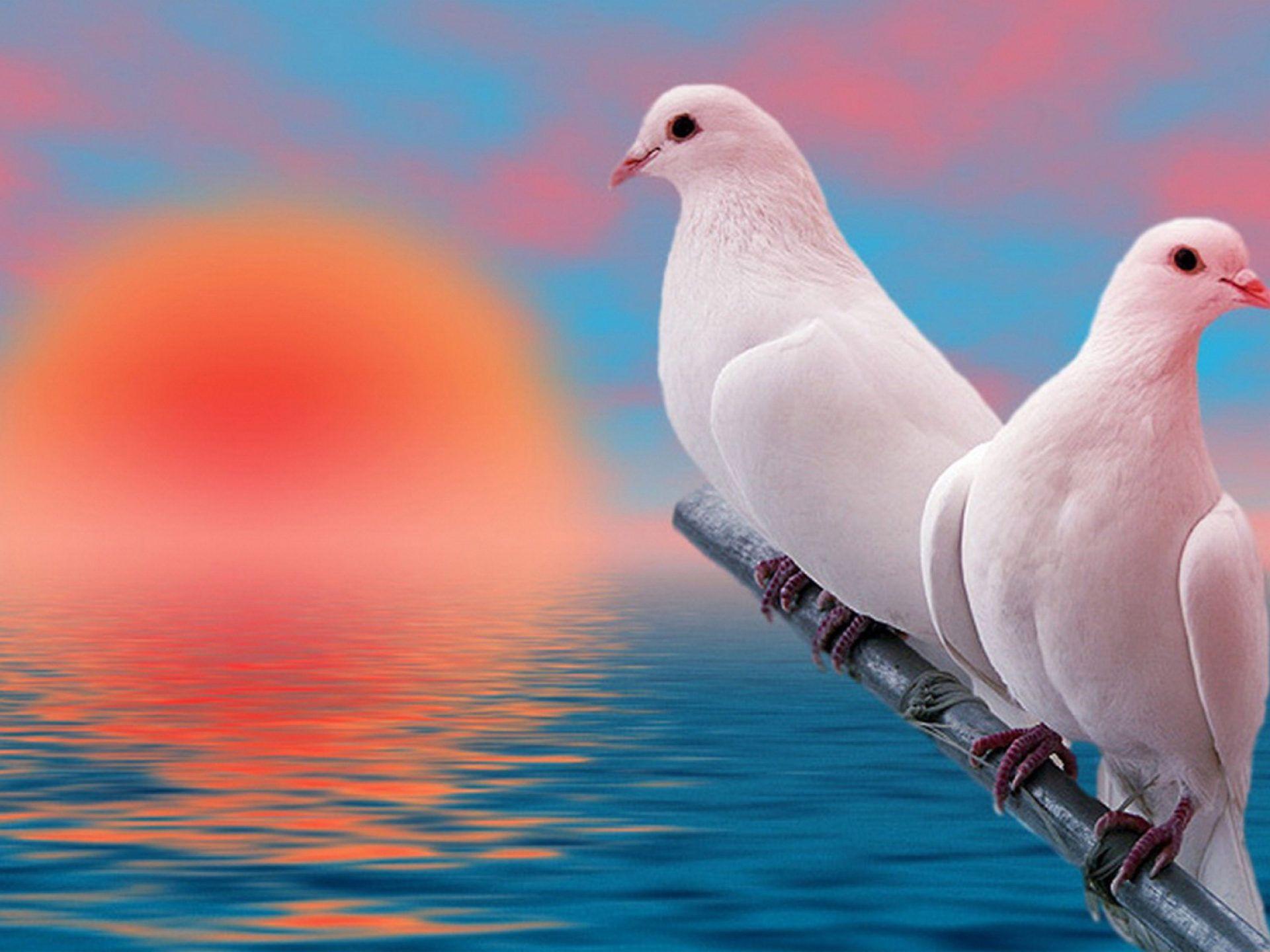 Pigeons Love Wallpapers Wallpaper Cave