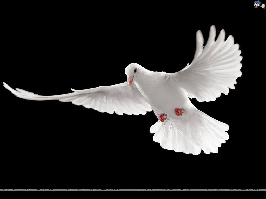 Pigeons Love Wallpapers Wallpaper Cave