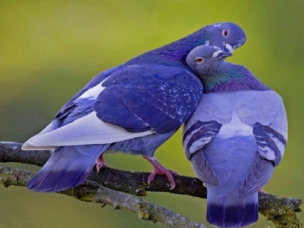 Pigeons Love Wallpapers Wallpaper Cave