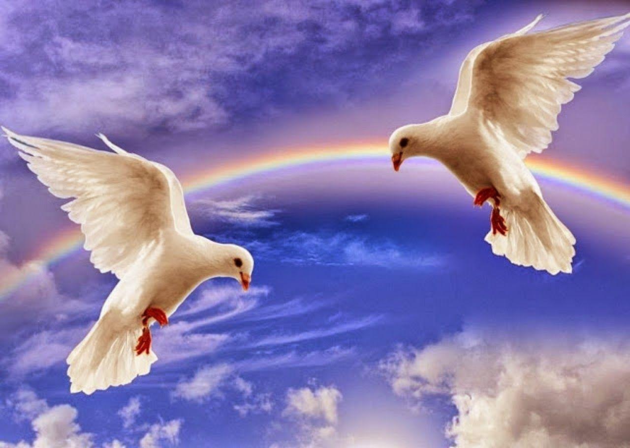 Pigeons Love Wallpapers Wallpaper Cave