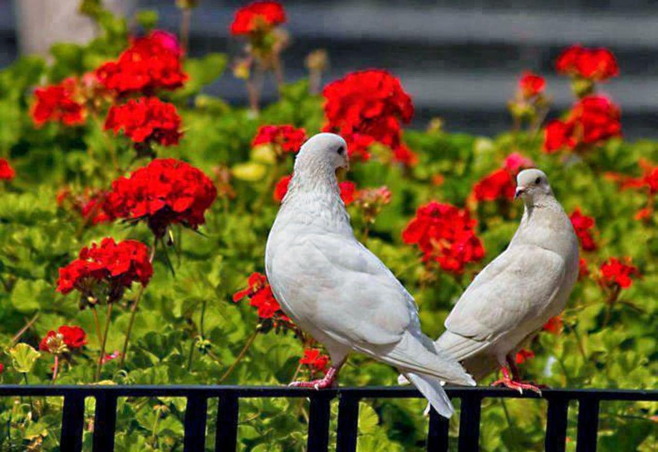 Pigeons Love Wallpapers Wallpaper Cave