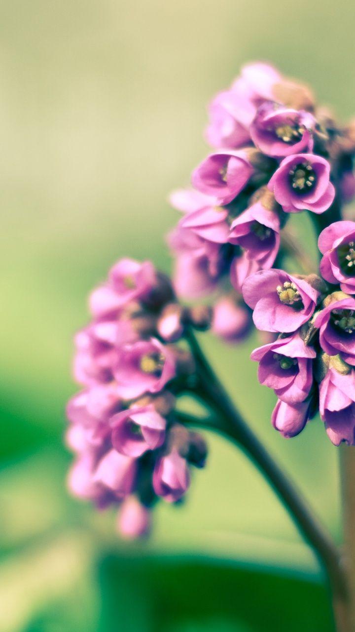 Galaxy S3 Flowers Wallpapers Wallpaper Cave