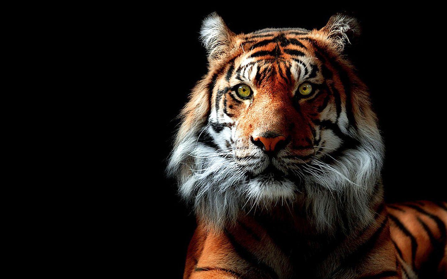 3d Background Images Tiger Wallpaper Cave