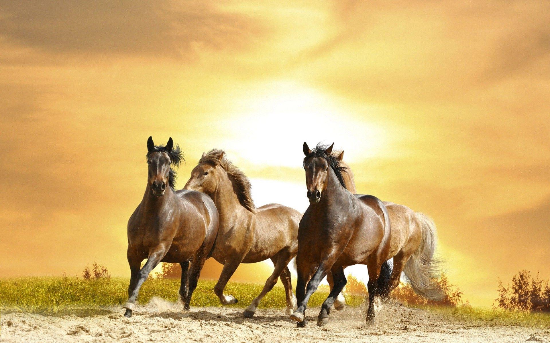 Running Horse Wallpapers Wallpaper Cave
